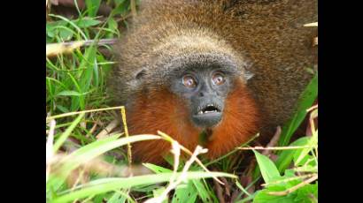 Nueva especie de mono del género Callicebus