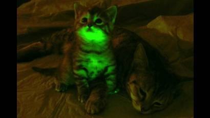 Gato fluorescente