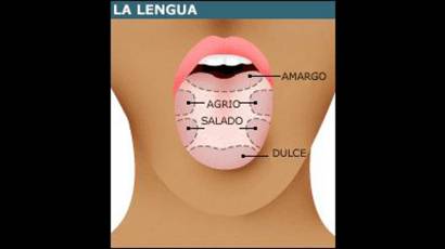 Partes de la lengua