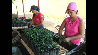 Plantaciones de cítricos en Ciego de Ávila