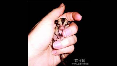 Animales