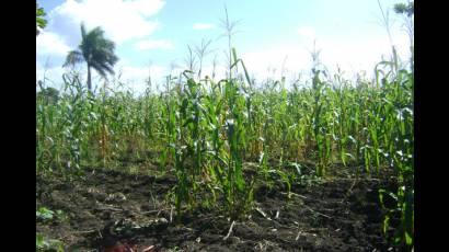 Campos de la Empresa Agropecuaria Laguna Blanca