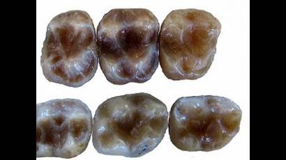 Dientes de nuevo primate en Cataluña