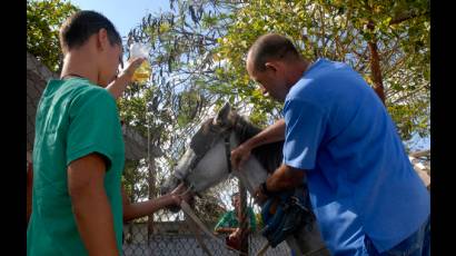 Veterinarios