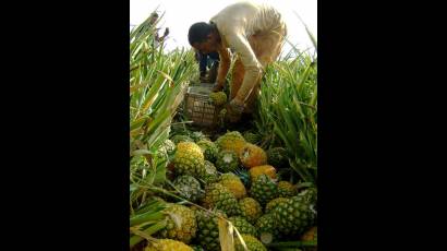 Producciones agropecuaria