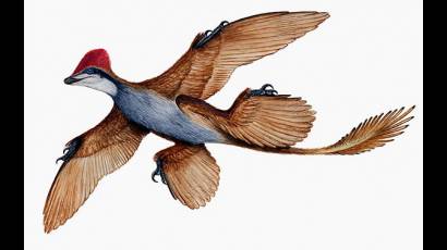 Microraptor