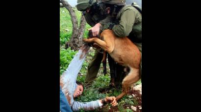 Palestinos