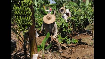 Agricultura