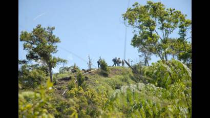 Resiembra de bosques y humedales