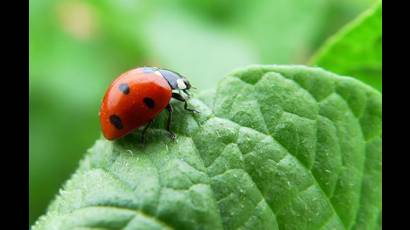 Relación entre insectos y plantas