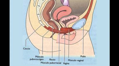 Esquema del suelo pélvico