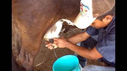 Producción de leche