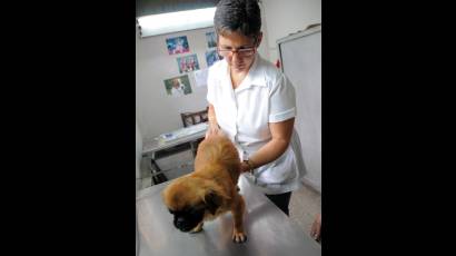 Veterinario cubano