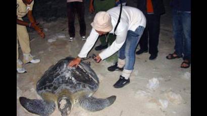 Monitoreo de tortugas marinas