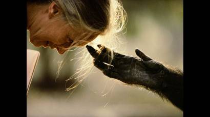 Proyecto para documentar chimpancés maltratados