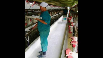 Complejo Avícola Nacional