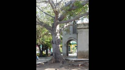 Ceiba martiana de Puerto Padre 