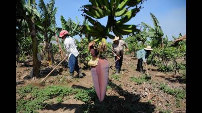 Productores agrícolas