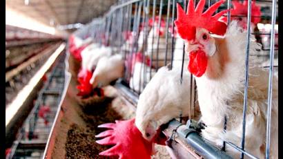 Gripe aviar en México