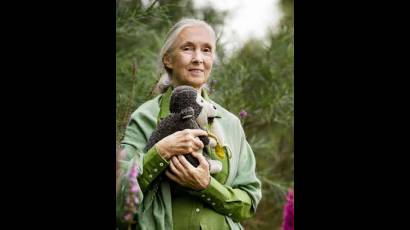 Jane Goodall