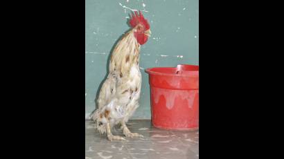 El gallo pingüino 