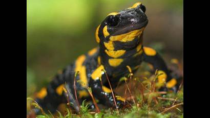 Salamandra