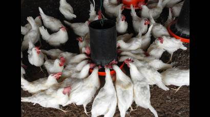 Combinado Avícola Nacional