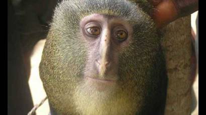 Mono lesula (Cercopithecus lomamiensis) 