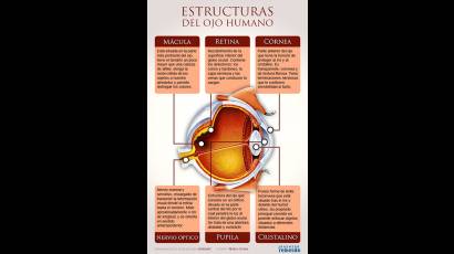Infografía: Estructuras del ojo humano