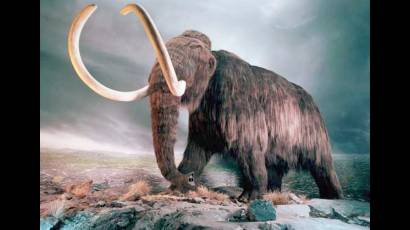 Mamut