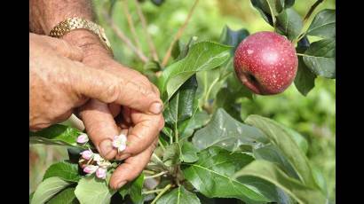 Unas 200 plantas exhiben frutos saludables y apetitosos