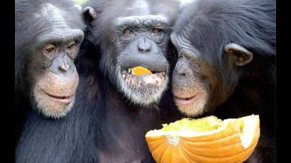 Chimpancés 