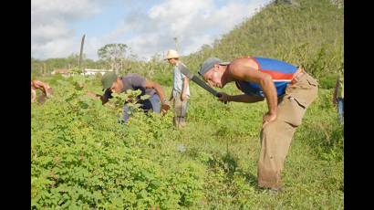 Jóvenes de toda Cuba ayudaron a reconstruir la Isla de la Juventud