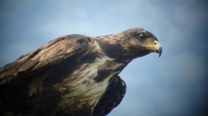 Aves rapaces