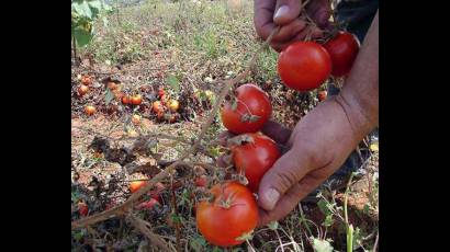 Comercialización directa de productos agropecuarios