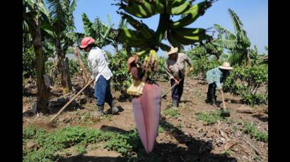 Agricultores pequeños