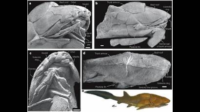 Entelognathus primordialis