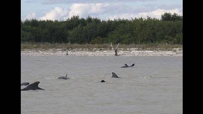 Ballenas a la deriva