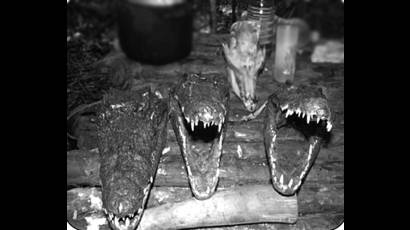 La fauna de los depredadores