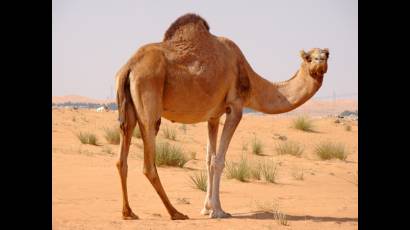 Camellos 