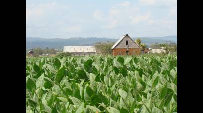 Plantaciones de tabaco