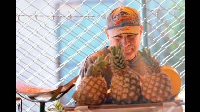 Mercados agropecuarios en La Habana