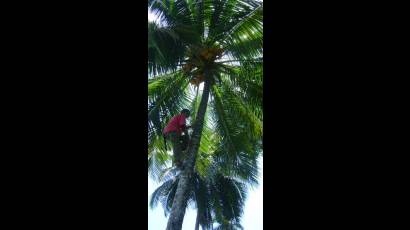Actividad cocotera