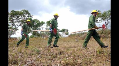 Técnico forestal