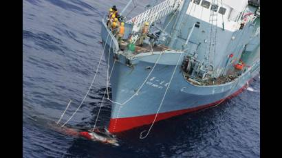 Japón captura ballenas en el océano Pacífico