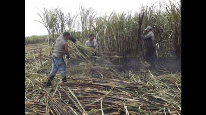 Juntos es mejor cortar la caña