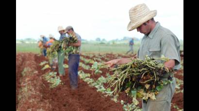 Jóvenes campesinos artemiseños 