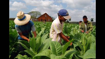 Fuerza juvenil agropecuaria