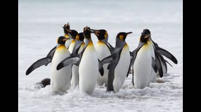 Pingüinos