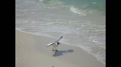 Gaviotas oceánicas